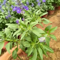 鼠尾草花海 鼠尾草苗价格 花海设计施工 青州花卉苗木基地