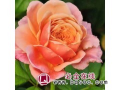 大花月季 盆栽小苗基地培育 花色鲜艳 天一花卉 青州花卉基地图1