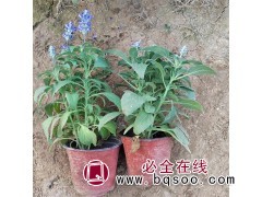 鼠尾草 蓝紫色花 可作盆栽栽培 景点美化 公园路边种植观赏图1