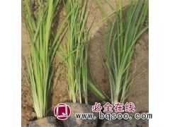 马莲 绿化工程苗 花大新奇 生命力顽强 淡淡的香气 青州花卉图1