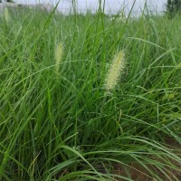 小兔子狼尾草 植株低矮观赏草 生长快 耐旱耐湿 青州花卉苗木基地