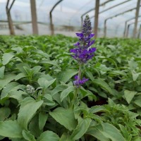 出售鼠尾草 道路草花 蓝花鼠尾草苗 青州花卉苗木基地 草花