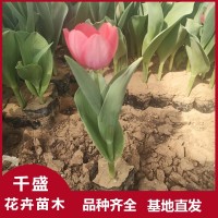 郁金香 适宜丛植布置花坛花境 盆栽冬季观赏 千盛花卉 青州花卉苗木基地