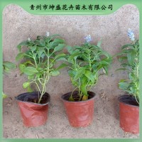 蓝花鼠尾草盆栽小苗 花镜租摆用 花坛花镜布置 坤盛花卉