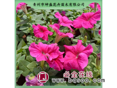 牵牛花 盆栽苗种植基地 坤盛花卉 多色 观赏价值高 青州花卉图1