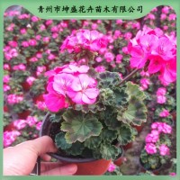 天竺葵 室内摆放花坛布置 花期长 观赏价值高 盆栽小苗批发 青州花卉苗木