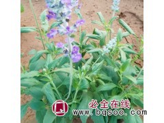 草花鼠尾草 基地种植 喜温暖气候 适应好 万胜花卉 青州花卉图1