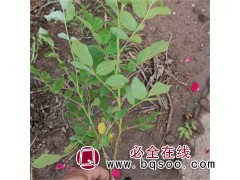 四季玫瑰 庭院观赏绿化植物 花期长花型大 万胜花卉 青州花卉图1