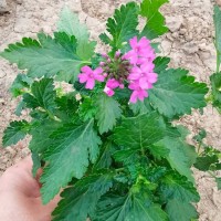 细叶美女樱 喜光耐旱 万胜 多年生草本植物 花坛花境材料 青州花卉基地