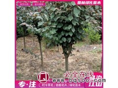 紫叶李 山东紫叶李小苗价格 易染江山 紫叶李培育基地 来电详询 青州花卉图1