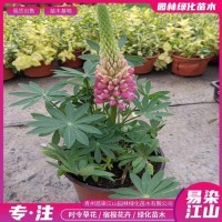 鲁冰花小苗价格 易染江山 羽扇豆种植基地 货源充足 青州花卉基地