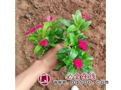 长春花小苗销售 时令草花苗价格 青州花卉苗木基地 草花苗图1