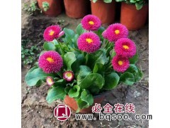 雏菊 花期长 喜光照 花色丰富 花坛盆栽种植 征途花卉基地图1