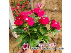 长春花别名天天开 时令草花 花色鲜艳 喜高温高湿 青州花卉图1