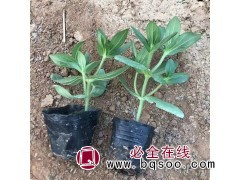 百日草 观赏用盆栽花卉 株型美观 美化环境 青州花卉苗木基地图1
