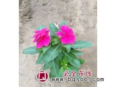 天天开 长春花 粉色单瓣 花期长 喜温暖气候不耐寒 盆栽观赏图1