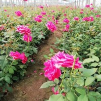 月季玫瑰花 道路绿化用苗 适应性强 庭院美化用苗 青州花卉基地