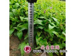 地丁苗 青州紫花地丁种植 沁雅宿根花卉 早春观赏景观图1