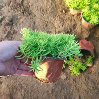 佛甲草 小苗培育基地 多年生草本植物 适应性强 青州花卉基地