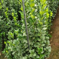 丛生北海道黄杨种植基地 北海道小苗供应 常绿植物培育 青州花卉基地