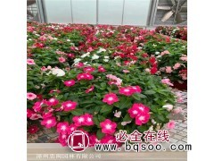 长春花 也可叫四时春 时钟花 花期很长 多年生低矮花卉植物图1