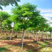 凤凰木 基地种植 1-18公分全冠凤凰木树 可面向全国供应
