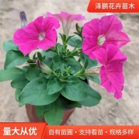 矮牵牛 多色系 多规格 花架摆放 花期长 泽鹏花卉 青州花卉苗木基地