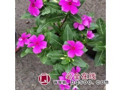 长春花 花色清新 开花不断室内外盆栽花卉 品种繁多 青州花卉图1