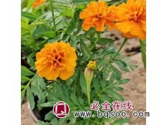 孔雀草 花镜租摆用 观赏性强 易栽培 喜温暖气候 青州花卉图1