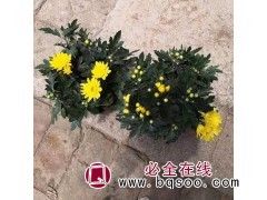 双色盆菊花 花色丰富 时令草花 花苞多 开花效果好 青州花卉基地图1