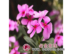 绿化用草类植物四季开花 长春花 花期长 青州花卉 重诺花卉图1