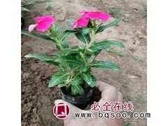 冠杰 全年花期 长春花 喜光耐湿 杯苗品种繁多 用于盆栽观赏图1