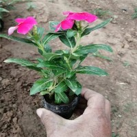 冠杰 全年花期 长春花 喜光耐湿 杯苗品种繁多 用于盆栽观赏