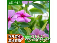 长春花 别名天天开 花期较长 观赏花卉 金海岸 青州花卉基地图1