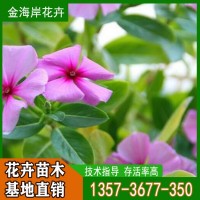 长春花 别名天天开 花期较长 观赏花卉 金海岸 青州花卉基地