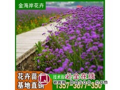 阔叶马鞭草 喜肥不耐旱 多年生直立 公园绿化草花卉 青州花卉图1