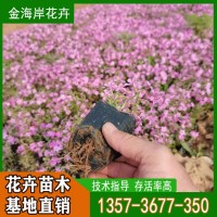 丛生福禄考 芝樱 耐寒芝樱苗 金海岸花卉出品 花色艳丽丰富 青州花卉