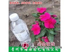 日日春 长春花 花坛盆栽种植 好养易活色系丰富 易成活图1