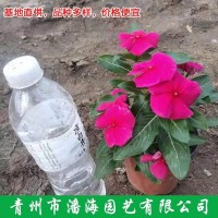 日日春 长春花 花坛盆栽种植 好养易活色系丰富 易成活