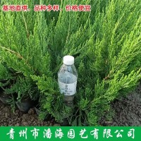 小龙柏 道路公园城市绿化工程用苗 植株健壮 好养易活 青州