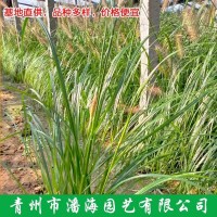 矮蒲苇 河道湖边绿化 潘海园艺订购 植株健壮易成活 青州花卉基地