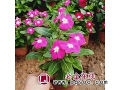 天天开 长春花 丛生密集 花朵鲜艳 盆栽观赏 花坛租摆观赏图1