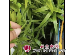 百合花 基地种植 适应较好 喜阳光环境 室内栽种 远霞花卉图1