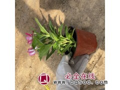 天天开长春花 四季易活植物 开花 室内外盆栽花卉 青州花卉图1