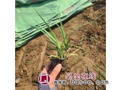 麦冬 四季常青耐旱 种植基地 小区绿化 草坪绿化 时令草花图1