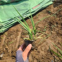 麦冬 四季常青耐旱 种植基地 小区绿化 草坪绿化 时令草花