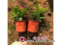 双色盆长春花 天天开小苗培育基地 林岐花卉 花期几乎全年图1