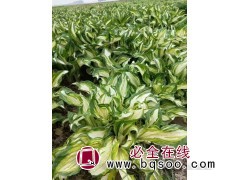 花叶玉簪 玉簪小苗 鞍山花卉 景观花卉苗 台安梅琳花圃图1