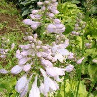 玉簪苗 玉簪价格 鞍山花卉基地 园林绿化造景苗 台安梅琳花圃