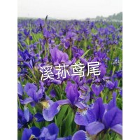 溪荪鸢尾 鸢尾苗价格 东北花卉基地 鞍山花卉园 景观花卉 台安梅琳苗圃